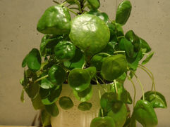 ピレア・ペペロミオイデス 傘状の丸い葉 パンケーキプランツ 観葉植物の無料引取り PLANtRプラントル 植物の再利用