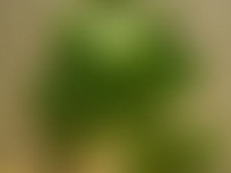 ピレア・ペペロミオイデス 傘状の丸い葉 パンケーキプランツ 観葉植物の無料引取り PLANtRプラントル 植物の再利用