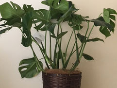 艶やかなうちわ状の葉 モンステラ・ペルツーサ 観葉植物の無料引取 PLANtR