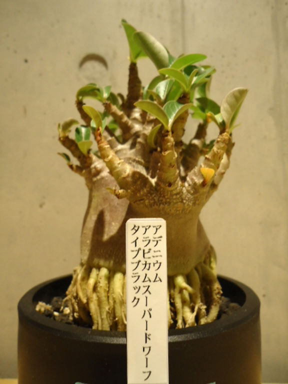 【極美タコ足/超極太/塊根植物】アデニウム タイソコトラナム タコ足仕立て 極美タコ足/超極太/塊根植物】アデニウム タイソコトラナム タコ足