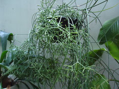 紐状のサボテン リプリサス・プリスマチカ 須磨柳 観葉植物 無料引取 PLANtRプラントル 植物の再利用