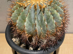 青みがかったボディが美しい ブルーバレルカクタス 王冠竜 大切の育てた植物を再利用いたします 観葉植物 引取 PLANtRプラントル 植物の再利用 リサイクル