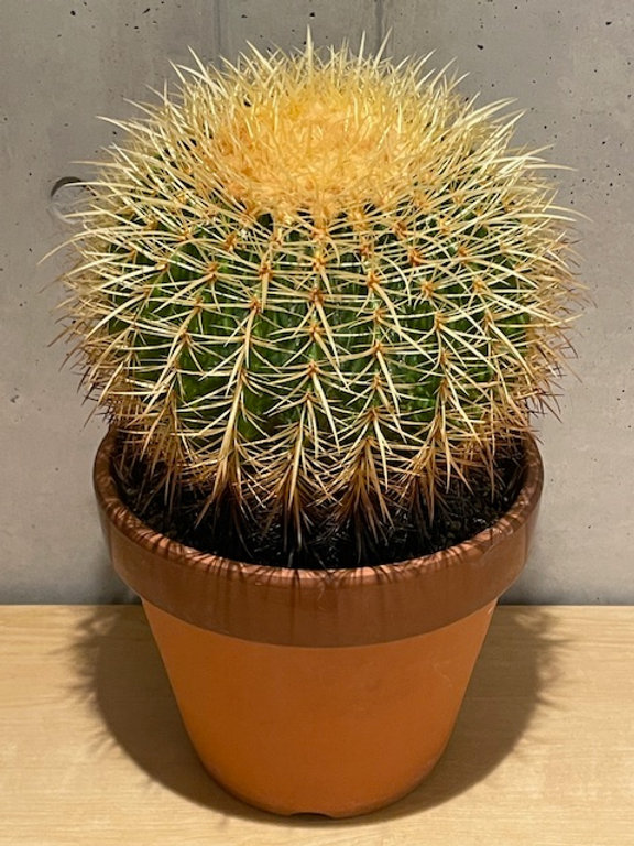 古い金具など5点　桃太郎　鯉　　植物　渦　ピッケル 人気の 古い金具など5点 桃太郎 鯉 植物 渦 ピッケル 工芸品