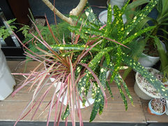 観葉植物フェス ドラセナ/コンシンネ/アスパラ/ウンベラータ 観葉植物 無料引取 PLANtRプラントル 植物の再利用