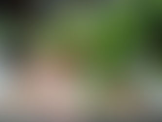 観葉植物フェス ドラセナ/コンシンネ/アスパラ/ウンベラータ 観葉植物 無料引取 PLANtRプラントル 植物の再利用