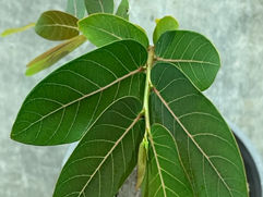 いかにもアジアンな葉を持つコーデックス フィランサス・ミラビリス 塊根植物 観葉植物 引取 PLANtRプラントル 植物の再利用 リサイクル