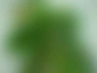 いかにもアジアンな葉を持つコーデックス フィランサス・ミラビリス 塊根植物 観葉植物 引取 PLANtRプラントル 植物の再利用 リサイクル