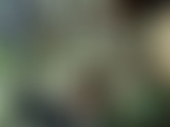 乱れ舞う、羽根状の葉 オリーブ・ミッション 観葉植物の無料引取り PLANtRプラントル 植物の再利用