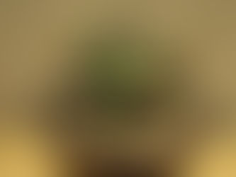 アガベ・チタノタ/Agave titanota 姫厳龍/姫厳竜 多肉植物/観葉植物 観葉植物 引取 PLANtRプラントル 植物の再利用