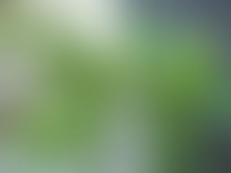 空気浄化作用もあると言われるタイワンシオジ・シマトネリコ 観葉植物の無料引取り PLANtRプラントル 植物の再利用