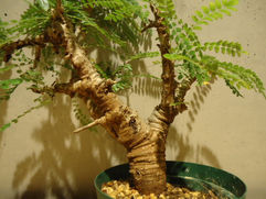 ミニ盆栽的な姿のボスウェリア・ネグレクタ/Boswellia neglecta 塊根植物 観葉植物 引取 PLANtRプラントル 植物の再利用