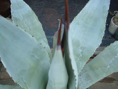 Dragon's tongue アガベ・パラサナ Agabe 竜舌蘭 観葉植物の無料引取り PLANtR 植物の再利用