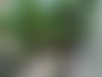 太い幹から多数に出た立ち上がった根と気根 フィカス・ウンベラータ 観葉植物の無料引取り PLANtRプラントル 植物の再利用