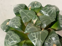 布袋のギター模様 ハオルチア 実方 コレクタ 観葉植物 引取 PLANtRプラントル 植物の再利用 リサイクル