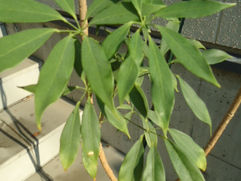 3方向へ伸びるスタイリッシュな枝ぶり シェフレラ・コンパクタ 観葉植物 無料引取 PLANtRプラントル 植物の再利用