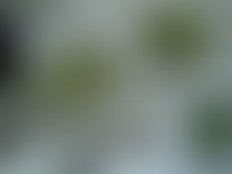 シェフレラ属ウコギ科 シェフレラ・ホンコンカポック 観葉植物 無料引取 PLANtRプラントル 植物の再利用