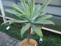 テキーラの原料になるかも? アガベ・アテナータ 観葉植物の無料引取り PLANtR 植物の再利用