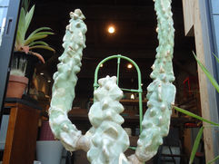 モンスト種のハシラサボテン 鬼面角ヌーダム 観葉植物 無料引取 PLANtRプラントル 植物の再利用