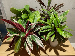 魅惑のパターンの様々な模様 カラテア/Calathea Jungle velvet 観葉植物 引取 PLANtRプラントル 植物の再利用 リサイクル