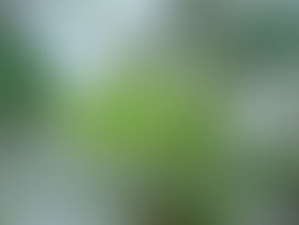 手のひらを太陽にかざしたような葉 フィロデンドロン・セローム 観葉植物の無料引取り PLANtRプラントル 植物の再利用