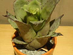 水を貯め込む筒状タンクの植物 タンクブロメリア・ホヘンベルギア 観葉植物 無料引取 PLANtRプラントル 植物の再利用