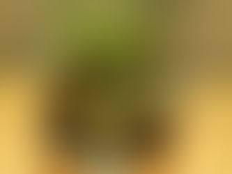 水を貯め込む筒状タンクの植物 タンクブロメリア・ホヘンベルギア 観葉植物 無料引取 PLANtRプラントル 植物の再利用