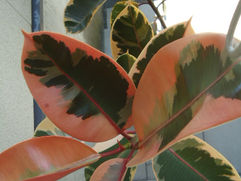 魅惑のカラーリング フィカス・エラスティカ ルビー 観葉植物 引取 PLANtRプラントル 植物の再利用