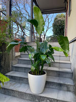 みっしりと詰まった茎と大きな葉を広げたオリエンタルな植物 ストレリチア・オーガスタ 観葉植物 引取り 植物のリサイクル・再利用 PLANtRプラントル