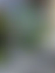 みっしりと詰まった茎と大きな葉を広げたオリエンタルな植物　ストレリチア・オーガスタ　観葉植物　引取り　植物のリサイクル・再利用　PLANｔRプラントル