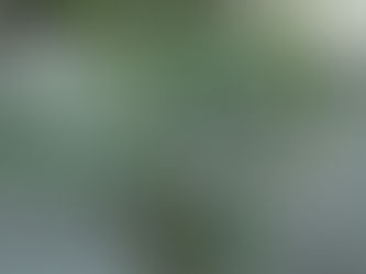 引越しや移動により手放さざるをえない観葉植物を再利用いたします 観葉植物 引取 PLANtRプラントル 植物の再利用