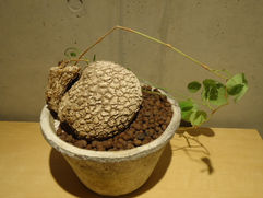 松の表皮のようなゴツゴツの肌 ステファニア・ベノーサ/Stephania venosa 塊根植物 観葉植物 引取 PLANtRプラントル 植物の再利用