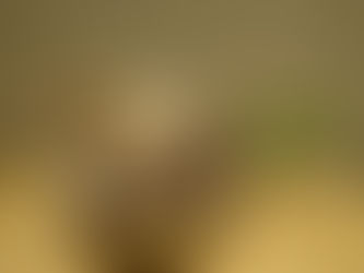 松の表皮のようなゴツゴツの肌 ステファニア・ベノーサ/Stephania venosa 塊根植物 観葉植物 引取 PLANtRプラントル 植物の再利用