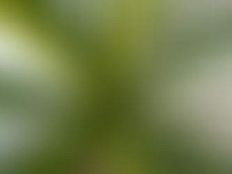 打ち上がらない花火… ドラセナ・コンシンネ/マルギナータ 観葉植物の無料引取 PLANtR