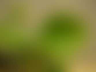 パンケーキプランツとも呼ばれるピレア・ペペロミオイデス 観葉植物の無料引取り PLANtRプラントル 植物の再利用