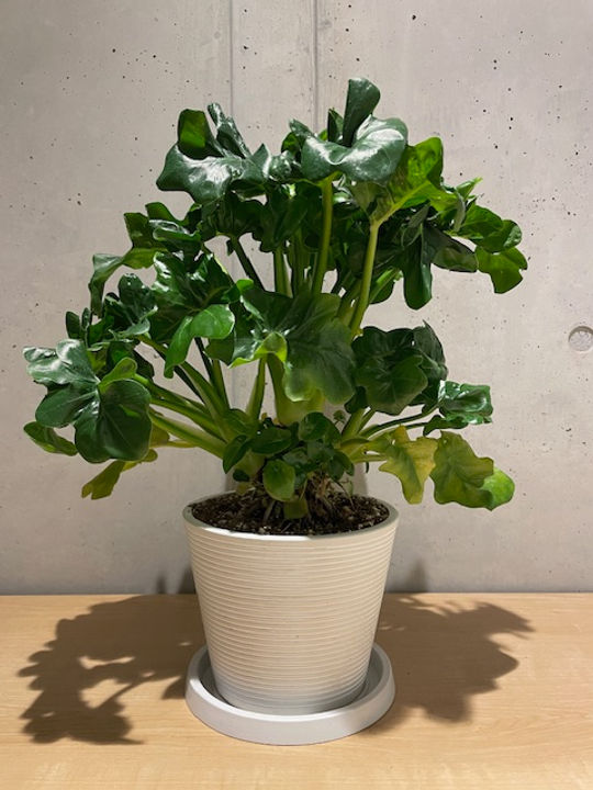 フィロデンドロン・セローム 中型 植物 フィロデンドロン・セローム・ホープ【中型 観葉植物 7号鉢／1個