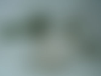 叩いても音は出ません 叩かないでください グリーンドラム 観葉植物 無料引取 PLANtRプラントル 植物の再利用