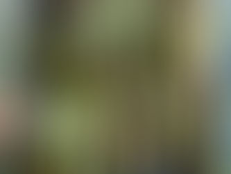 曲がりくねった枝の先に…ドラセナ・コンシンネ 観葉植物 無料引取 PLANtRプラントル 植物の再利用