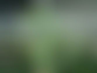 135cmの株入荷 ベンガルゴムノキ/フィカス・ベンガレンシス 観葉植物の無料引取 PLANtR 植物の再利用