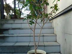 ツヤのあるアーモンド型の小さな葉が上品なフランスゴムノキ 観葉植物の無料引取り PLANtRプラントル 植物の再利用