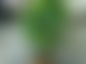 上から下に流れるような葉 Pachiraパキラ カイエンナッツ 観葉植物 無料引取 PLANtRプラントル 植物の再利用