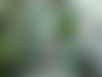 幾重にも重なる幅広の長い葉 ストレリチア・オーガスタ 観葉植物 無料引取 PLANtRプラントル 植物の再利用