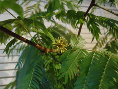 朝開き夜閉じる 規則正しいマジメな植物 エバーフレッシュ 観葉植物 無料引取 PLANtR