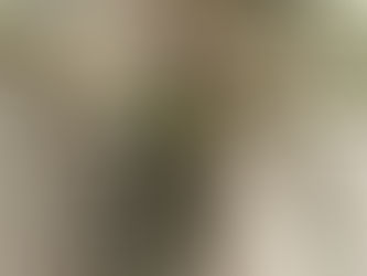 70年物の大株 パキポディウム・ゲアイーPachypodium geayi アアソウカイ亜阿相界 ビッシリと棘に覆われた奴 塊根植物の買取 観葉植物 引取 PLANtRプラントル 植物の再利用 リサイクル