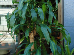 毛束のチューイ(チューバッカ) ドラセナ・マッサンゲアナ 幸福の木 観葉植物 無料引取 PLANtRプラントル 植物の再利用