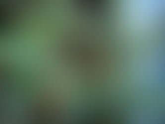 シルバーとグリーンのコントラスト オリーブ・ミッション 観葉植物の無料引取り PLANtR