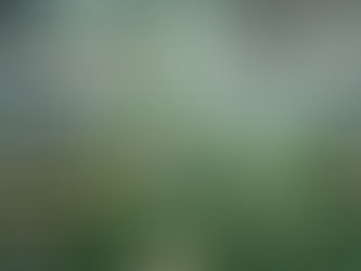 つや消しの魅力 フィカス・ベンガレンシス/ベンガルゴムノキ 観葉植物の無料引取り PLANtR 植物の再利用