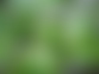 小さな柑橘系の果実を付けていきます 金柑キンカン 金橘キンキツ 観葉植物の無料引取り PLANtRプラントル 植物の再利用