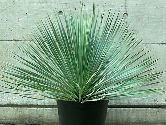 早いもの勝ち ユッカ ロストラータ た 早い者勝ち ユッカ ロストラータ 早いもの勝ち ユッカ ロストラータ た 早い者勝ち ユッカ ロストラータ