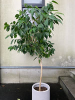 フイカス・レツーサ ジャンボリーフ バランス良く広がり付いた肉厚な大きな葉と美しい樹形 観葉植物 引取り 植物のリサイクル・再利用 PLANtRプラントル