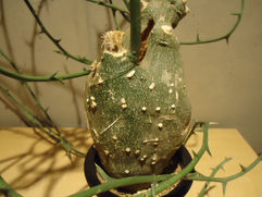 有刺鉄線を放出する球状の塊 アデニア・グロボーサ/adenia globosa 塊根植物 観葉植物 引取 PLANtRプラントル 植物の再利用